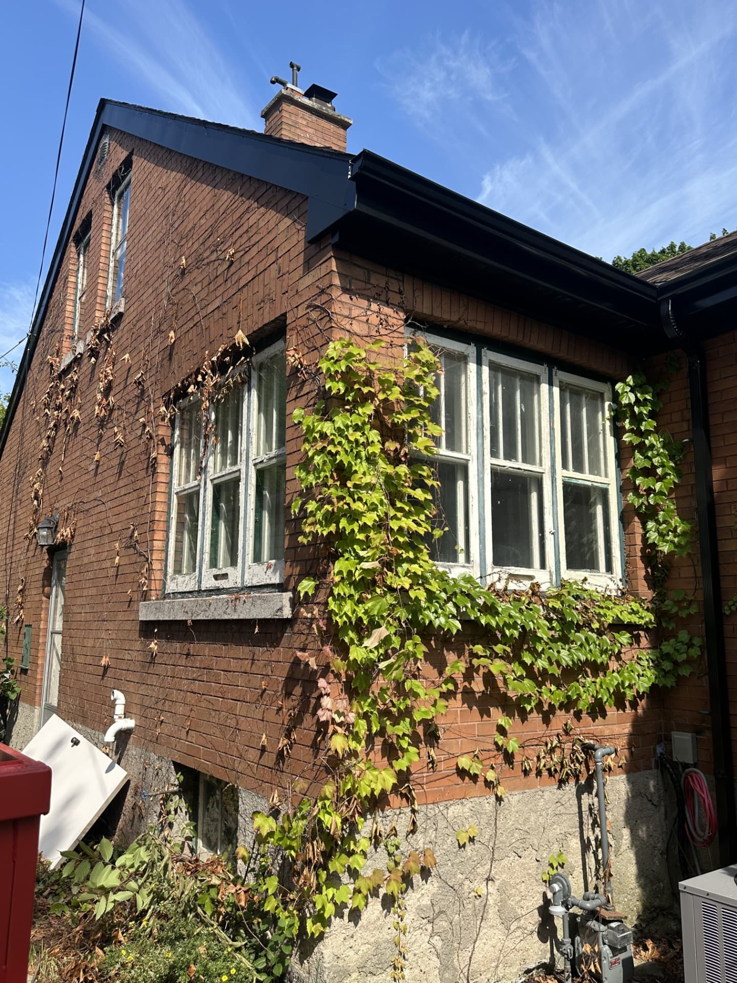 Corner of a red brick house with old white-framed wood windows and ivy on the wall